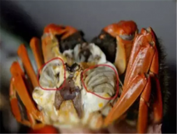 關注健康，防治食源性寄生蟲感染